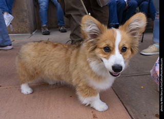  Tour de Corgi 2025 - The Tour