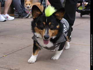  Tour de Corgi 2025 - The Tour