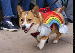  Tour de Corgi 2025 - The Tour