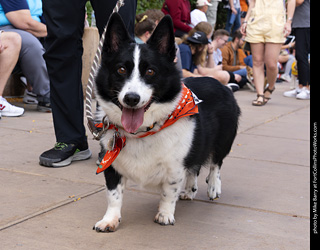  Tour de Corgi 2025 - The Tour