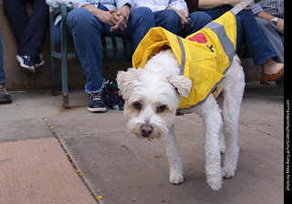  Tour de Corgi 2025 - The Tour