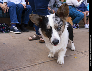  Tour de Corgi 2025 - The Tour