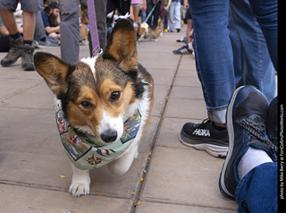  Tour de Corgi 2025 - The Tour