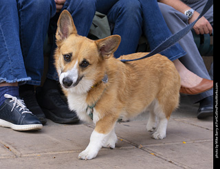  Tour de Corgi 2025 - The Tour