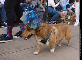  Tour de Corgi 2025 - The Tour