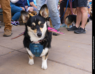  Tour de Corgi 2025 - The Tour