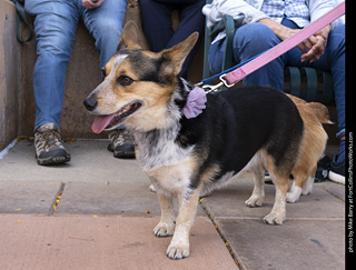 Tour de Corgi 2025 - The Tour