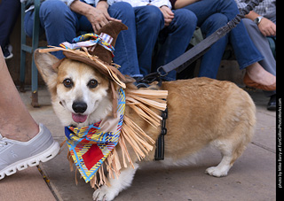  Tour de Corgi 2025 - The Tour