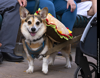  Tour de Corgi 2025 - The Tour