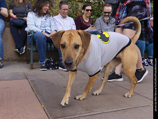  Tour de Corgi 2025 - The Tour