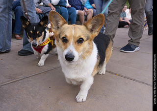  Tour de Corgi 2025 - The Tour