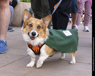  Tour de Corgi 2025 - The Tour