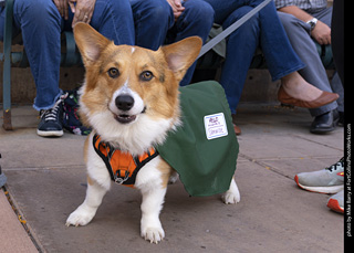  Tour de Corgi 2025 - The Tour