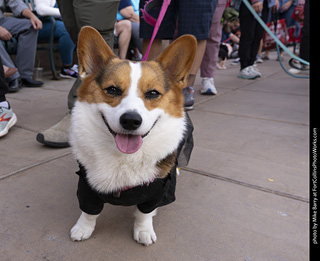  Tour de Corgi 2025 - The Tour