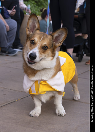  Tour de Corgi 2025 - The Tour
