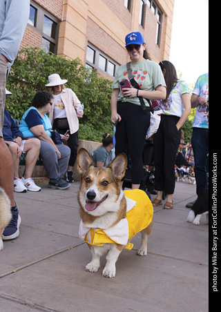  Tour de Corgi 2025 - The Tour