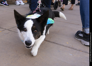  Tour de Corgi 2025 - The Tour