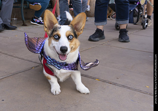  Tour de Corgi 2025 - The Tour
