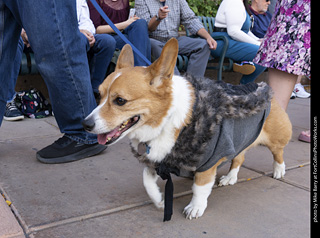  Tour de Corgi 2025 - The Tour