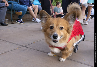  Tour de Corgi 2025 - The Tour
