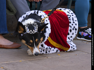 Tour de Corgi 2025 - The Tour