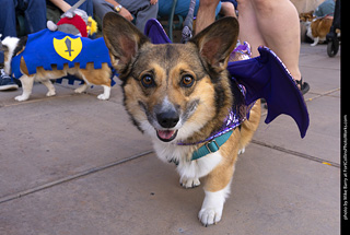  Tour de Corgi 2025 - The Tour
