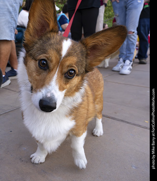  Tour de Corgi 2025 - The Tour
