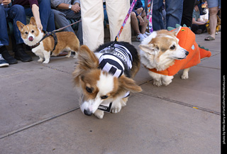  Tour de Corgi 2025 - The Tour