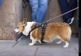  Tour de Corgi 2025 - The Tour