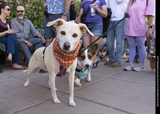  Tour de Corgi 2025 - The Tour