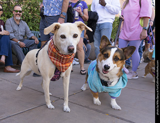  Tour de Corgi 2025 - The Tour