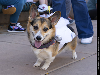  Tour de Corgi 2025 - The Tour