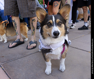  Tour de Corgi 2025 - The Tour