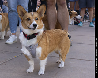  Tour de Corgi 2025 - The Tour