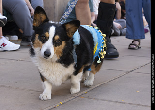  Tour de Corgi 2025 - The Tour
