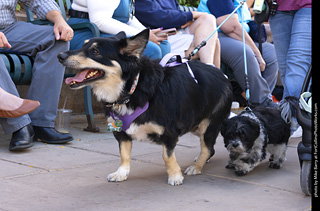  Tour de Corgi 2025 - The Tour