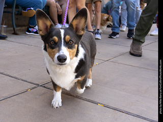  Tour de Corgi 2025 - The Tour