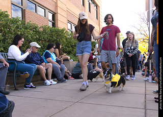  Tour de Corgi 2025 - The Tour