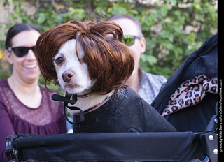  Tour de Corgi 2025 - The Tour