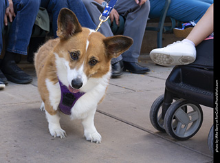  Tour de Corgi 2025 - The Tour