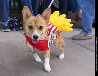  Tour de Corgi 2025 - The Tour