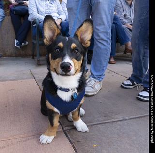  Tour de Corgi 2025 - The Tour