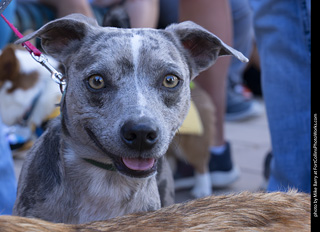  Tour de Corgi 2025 - The Tour