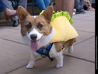  Tour de Corgi 2025 - The Tour