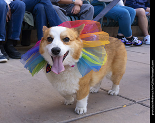  Tour de Corgi 2025 - The Tour