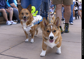  Tour de Corgi 2025 - The Tour