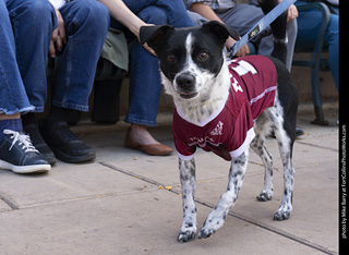  Tour de Corgi 2025 - The Tour