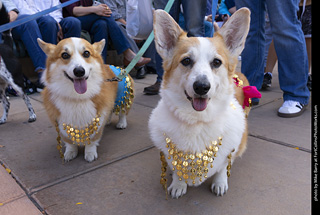  Tour de Corgi 2025 - The Tour