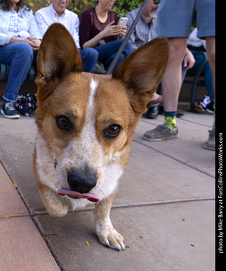  Tour de Corgi 2025 - The Tour