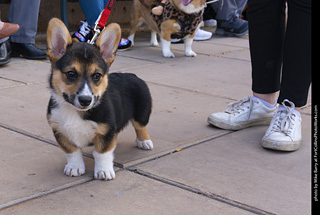 Tour de Corgi 2025 - The Tour